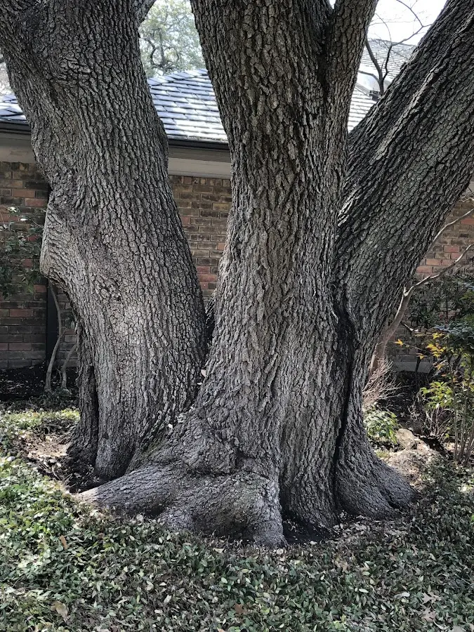 Mature heritage tree close to a Crane property cared for by certified arborists