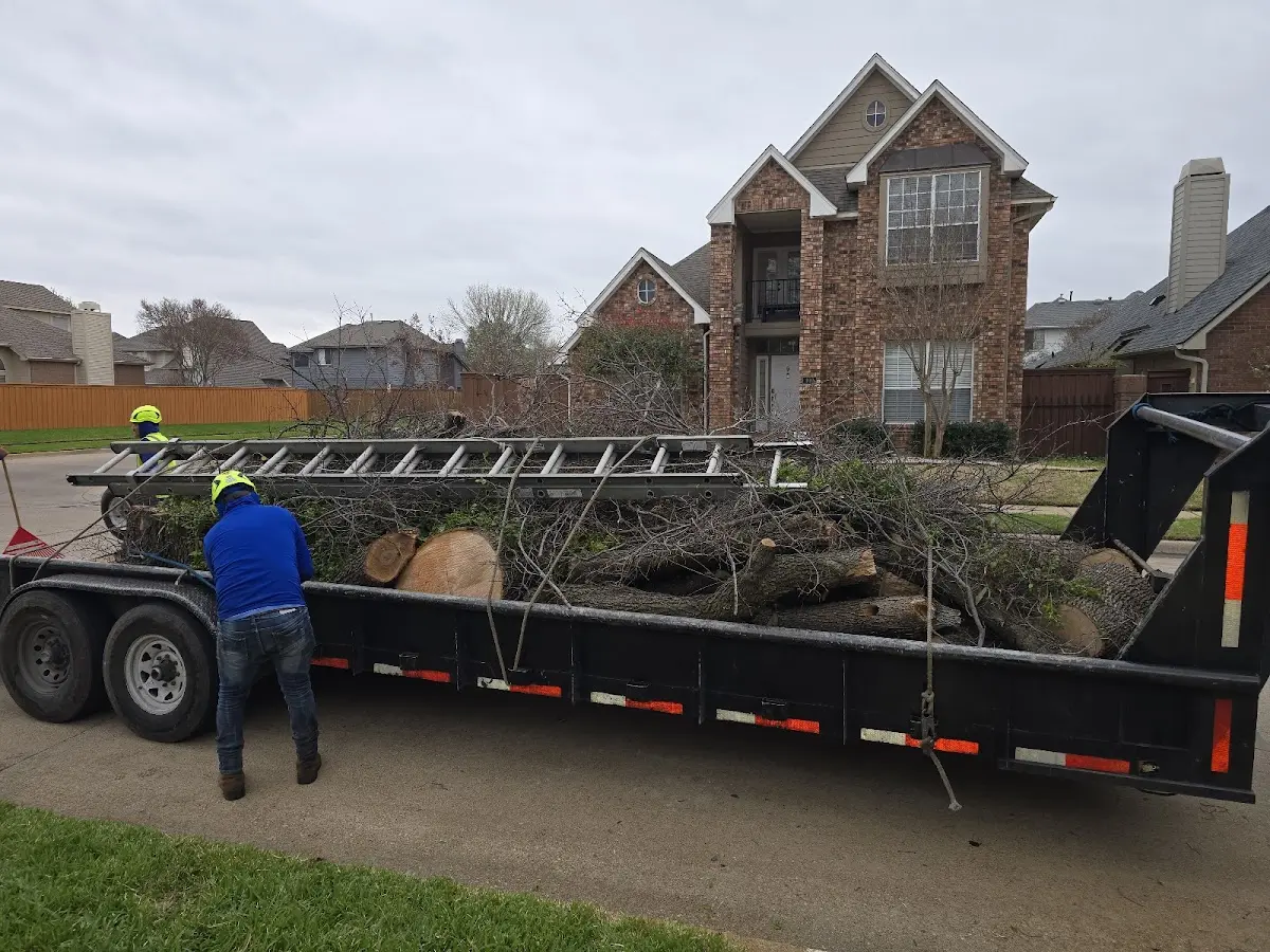 Expert Tree Removal with proper safety equipment in Crane